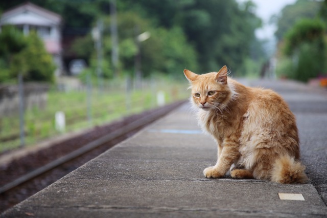 「駅猫Diary」より＝洋泉社提供