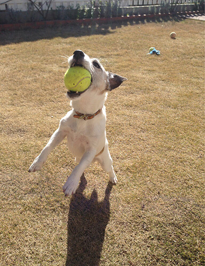 ボール遊びも大好き。キャッチなんてお手のもの（ハマさん提供）