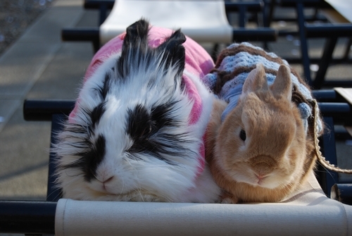静かに祈祷を受けるうさぎ（市谷亀岡八幡宮）