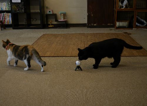 クンクン。カメラに強い関心を持つ猫もいる