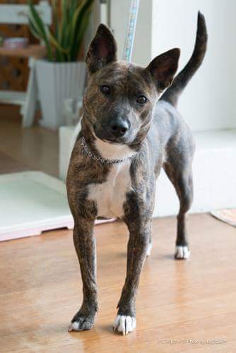 あられ（撮影＝保護猫写真家ねこたろう）