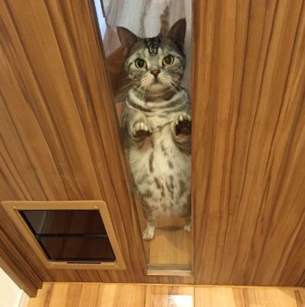 猫専用扉（左下）を閉じるとこんな顔に