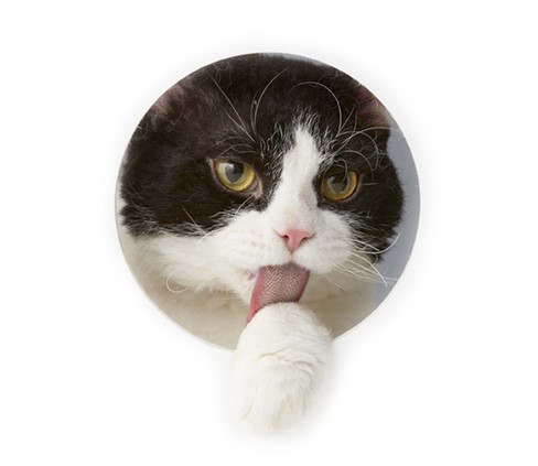 足が四本あるのに二本しか使わないという