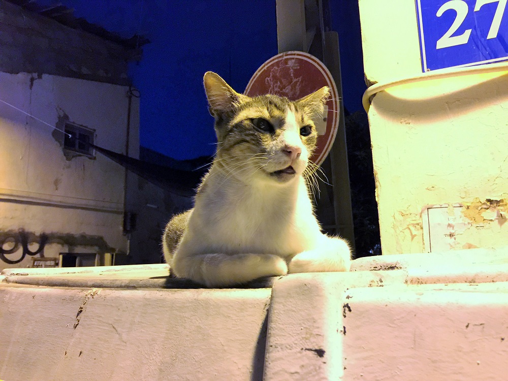 「おめえ、見慣れねえヤツだなあ。新入りか？」とボス感満載の猫さん