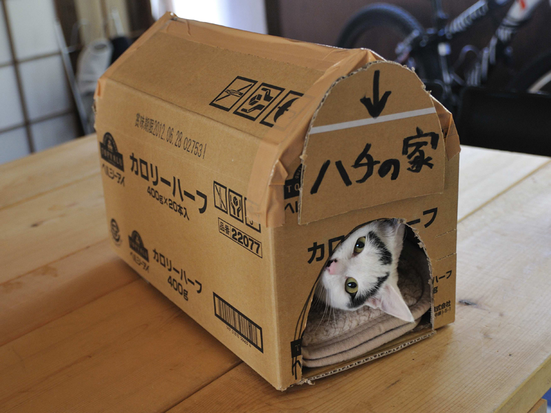 集英社みらい文庫提供