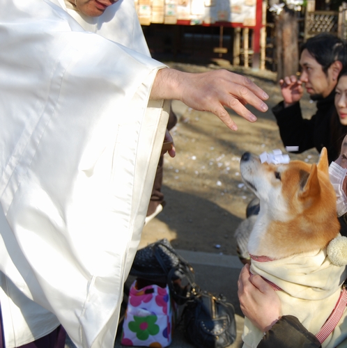 ご祈祷を受ける柴犬（市谷亀岡八幡宮）