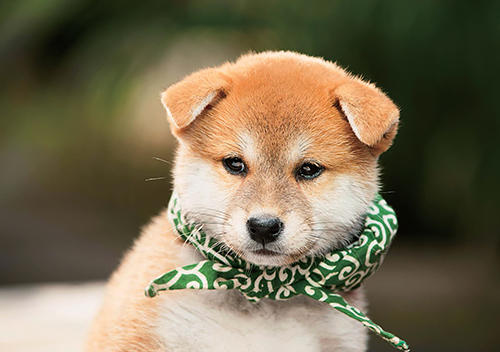 １６代目豆助（２０１５年１０月～１６年３月）＝テレビ大阪提供