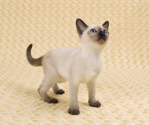 「なぜ？の図鑑」学研プラス提供