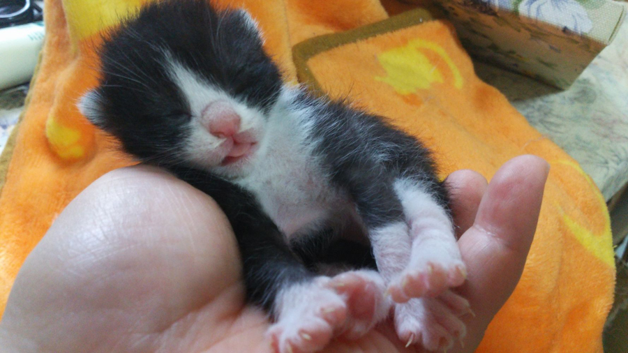 生後６日　はち