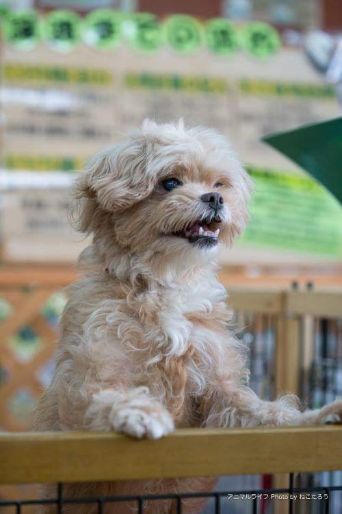 里親募集中のマカロン（撮影＝保護猫写真家ねこたろう）