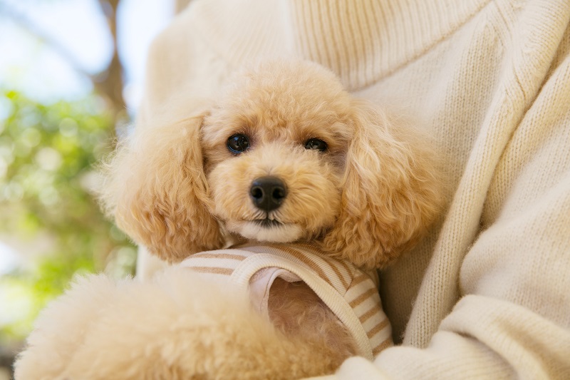 歩き回ってちょっとお疲れモードのニコルちゃん