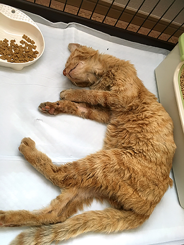 保護して１週間。まだヨレヨレ