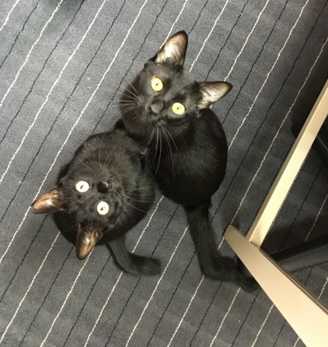 まいまい（下）とまさる