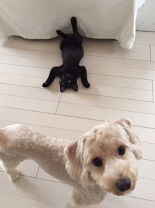 バニラの向こうで面白いポーズをするミー吉