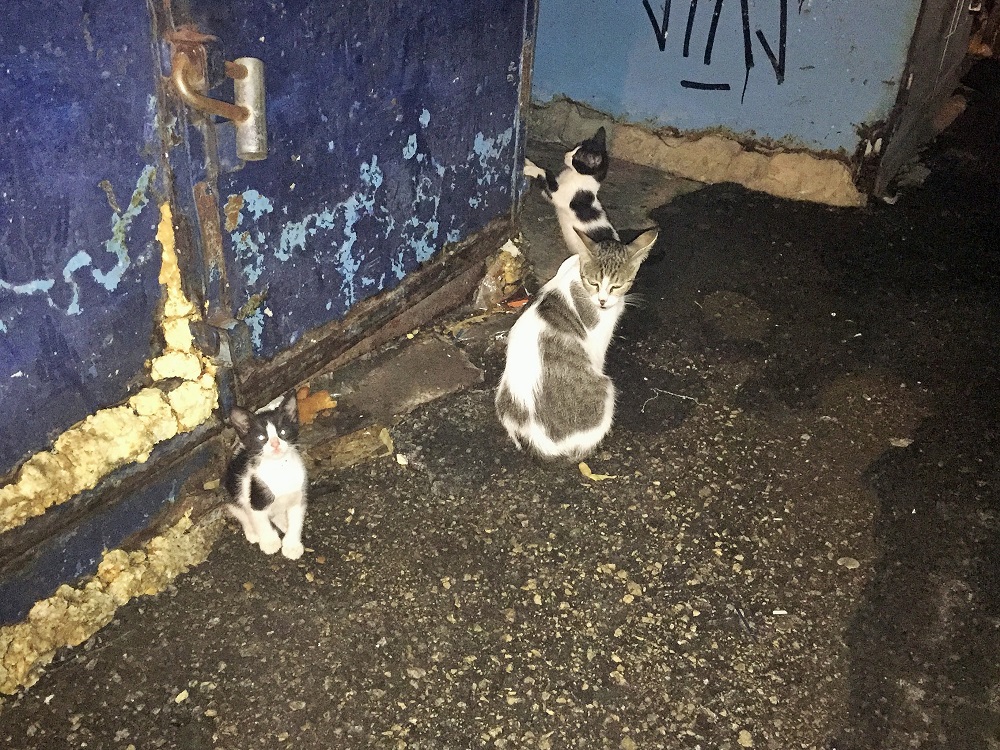 おかあさんと２匹の子どもで夜の散歩中