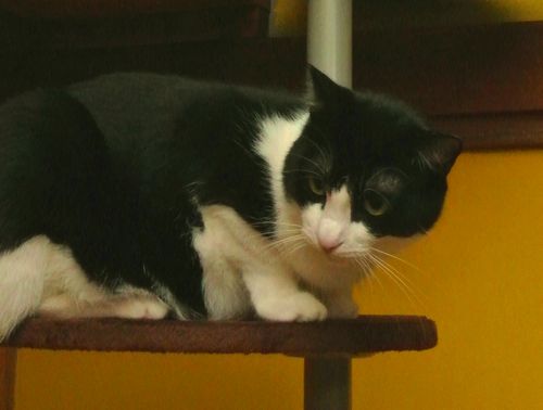 ネコリパブリックの猫＝東京都文京区