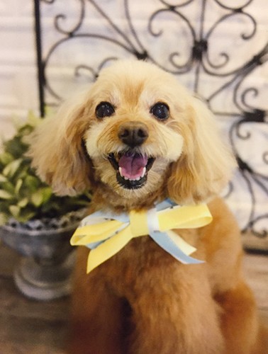 乳腺腫瘍の手術の後、ようやく抜糸しました。傷口もキレイになったので、久々のサロンでシャンプー♪