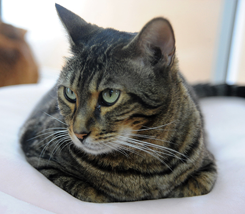 開店当初からいるジャッキー（ベンガル、オス）