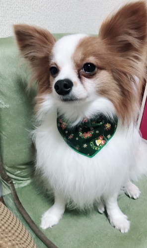 クリスマスのバンダナをつける「ノア」皆さんメリークリスマス