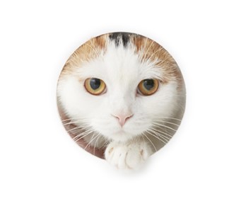 吾輩は淡泊を愛する茶人的猫である。こんな、しつこい、毒悪な、ねちねちした、執念深い奴は大嫌だ。