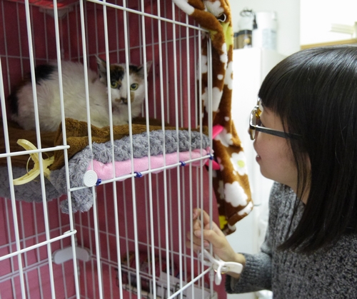 最近、会社に下で保護した高齢猫「まみ」を世話する娘の綾香さん「腎臓が悪く補液をしています」