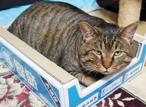 フーテン暮らしをしていた「ゴン」（辰巳出版 / 佐竹茉莉子)