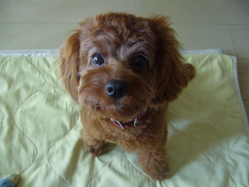 やはり1歳のころ。調子がよくなって瞳に輝きが出てきた！