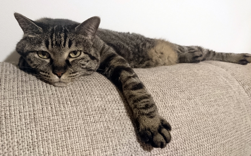 暑い日は不機嫌になるモモ。