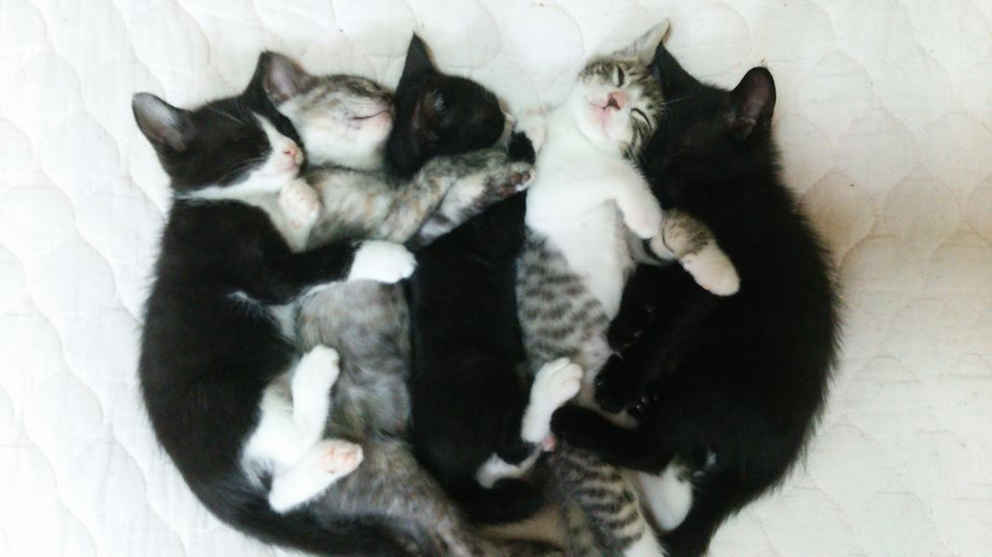 生後１か月の５匹