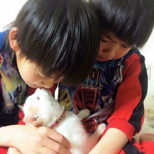 卒業する子猫と涙でお別れする兄弟　写真＝神保枝美さん