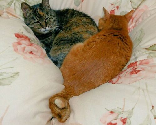 お母さんはマメ（右）が来て３週間後に病に倒れた