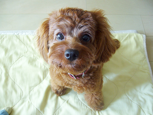 1歳のころ。調子がよくなって瞳に輝きが出てきた！