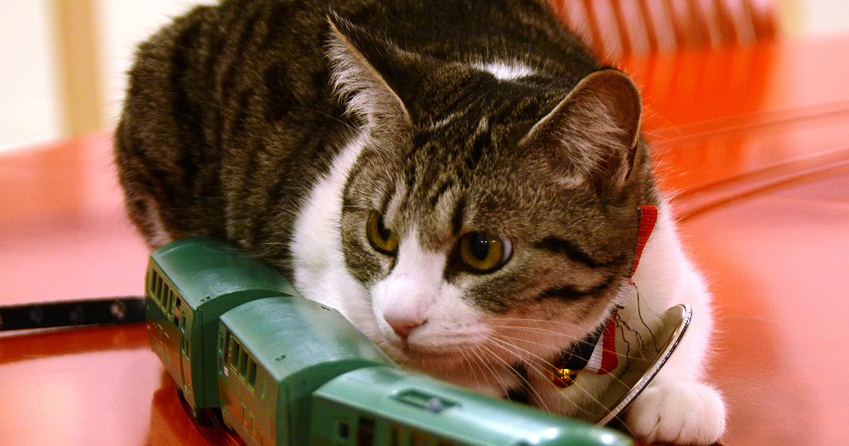 たま駅長」から9匹目の猫社員 「美宇」はミュージアム館員 たま駅長」から9匹目の猫社員 「美宇」はミュージアム館員