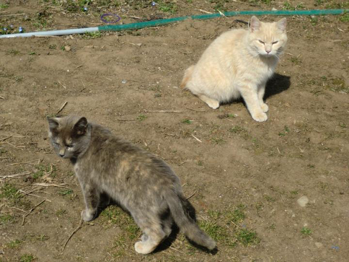 『縁側ネコ一家　ありのままハハケルとマイケルとミカンたち』（さくら舎）より