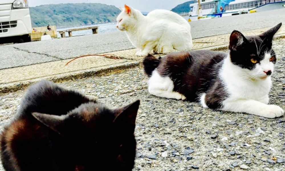 野良猫との理想の関係は 九州の 相島 妙な距離感 犬 猫との幸せな暮らしのためのペット情報サイト Sippo