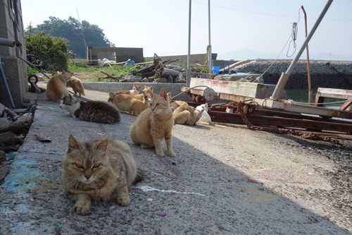 くつろぐ猫たち