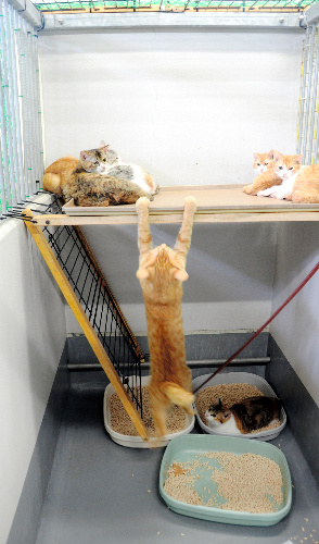 市保健所に保護された猫たち。エサもよく食べ、経過はおおむね良好という＝長野市保健所 