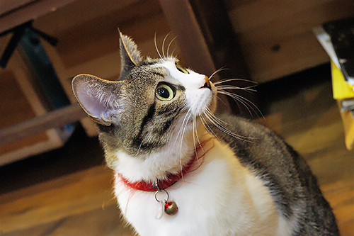 好奇心旺盛なもも（大塚さん提供）