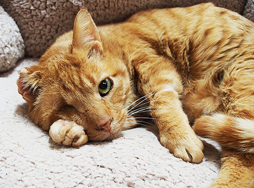 これまでの猫生が偲ばれる風貌。右耳がちぎれ、右目もない