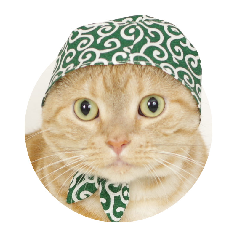 撮影：猫写真家・石原さくら　撮影協力：猫カフェ「猫家」川越店