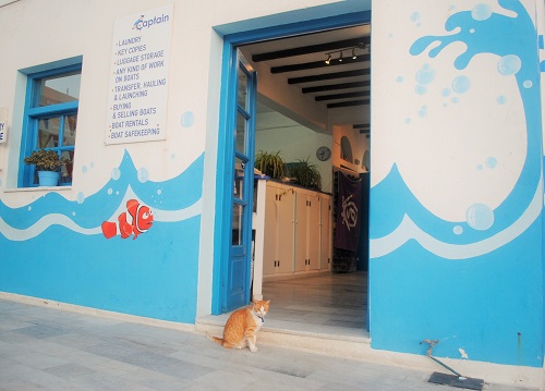 マリンスポーツから洗濯まで、水の何でも屋さん…の、看板ネコさん。ちょっと気分屋でした（港近く）