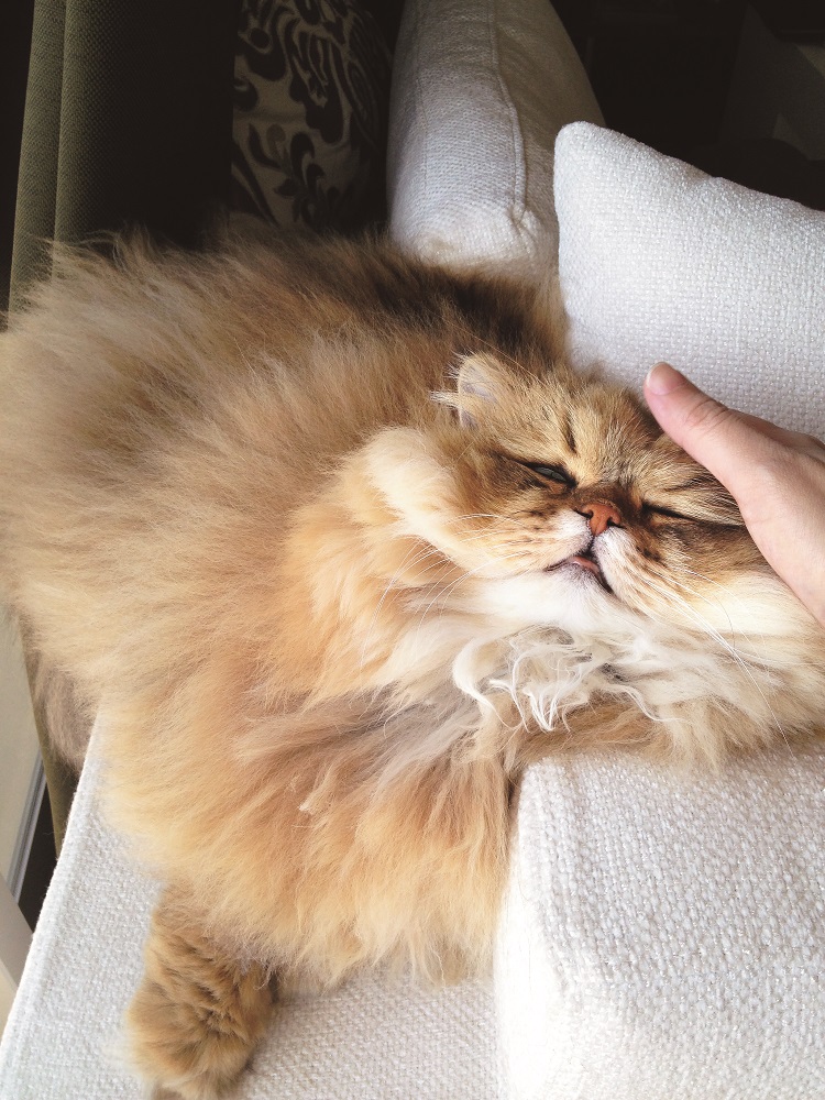 春眠暁を覚えず