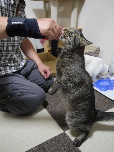 二歩脚で立っておやつを食べるダイスケ
