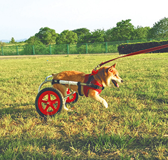 車いすがあると走れるよ＝写真／sora