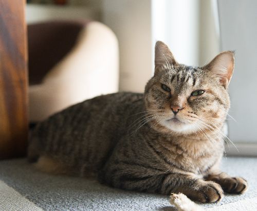 これからもゆったり、ほっこり、ずっと幸せに！　写真＝上村雄高