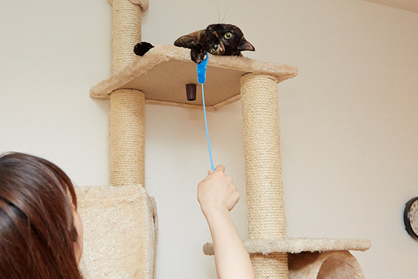 じゃらしは大好きなあんず