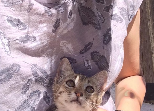 ところが茶トラちゃん、お膝の上が大好き。風に揺れる髪の毛が気になるご様子