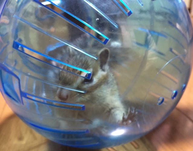 運動用ランナーボールに入ったりすお