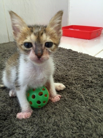 かわいい新人さん！女の子です