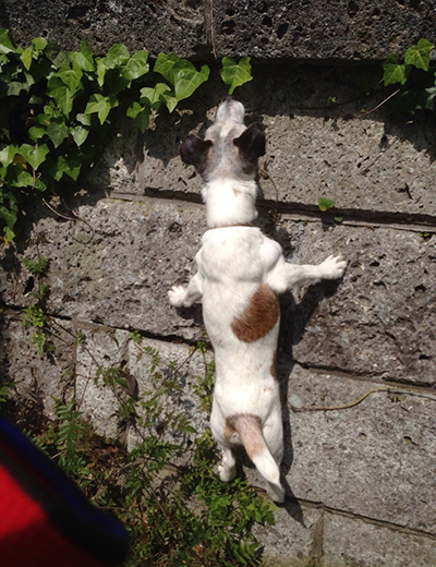 トカゲを発見し塀にジャンプ！若かりし日の１シーン（ハマさん提供）